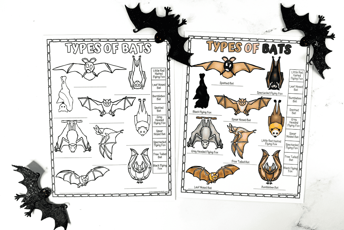 17 Free Printable Bat Worksheets For Kids 17 Free Printable Bat Worksheets For Kids