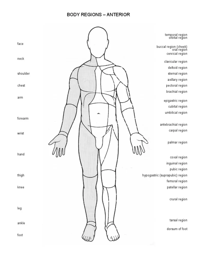 Anatomy Anterior amp Posterior Regions PDF Joints Animal Anatomy Anatomy Anterior amp Posterior Regions PDF Joints Animal Anatomy