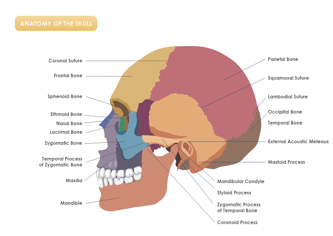 Anatomy Of The Skull Template MyDraw Worksheets Library Anatomy Of The Skull Template MyDraw Worksheets Library