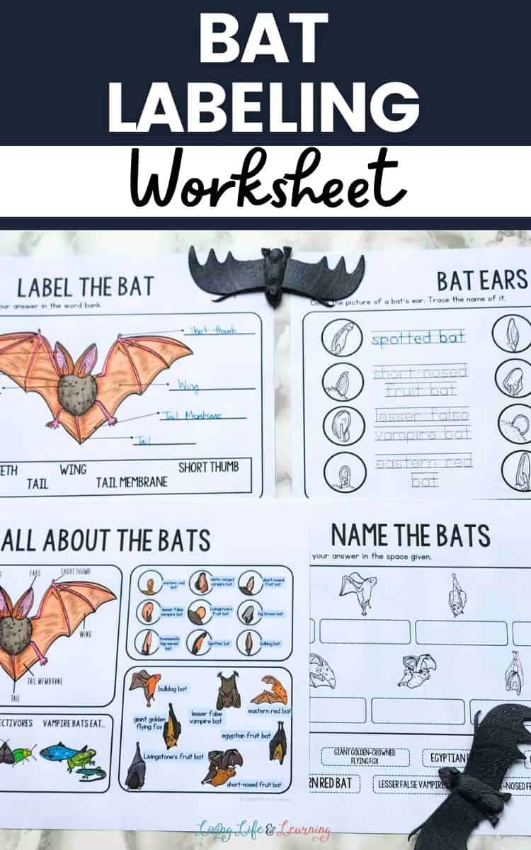 Bat Labeling Worksheet Bat Labeling Worksheet