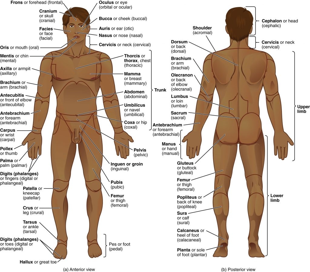 Body Planes And Directional Terms Anatomy amp Physiology Body Planes And Directional Terms Anatomy amp Physiology