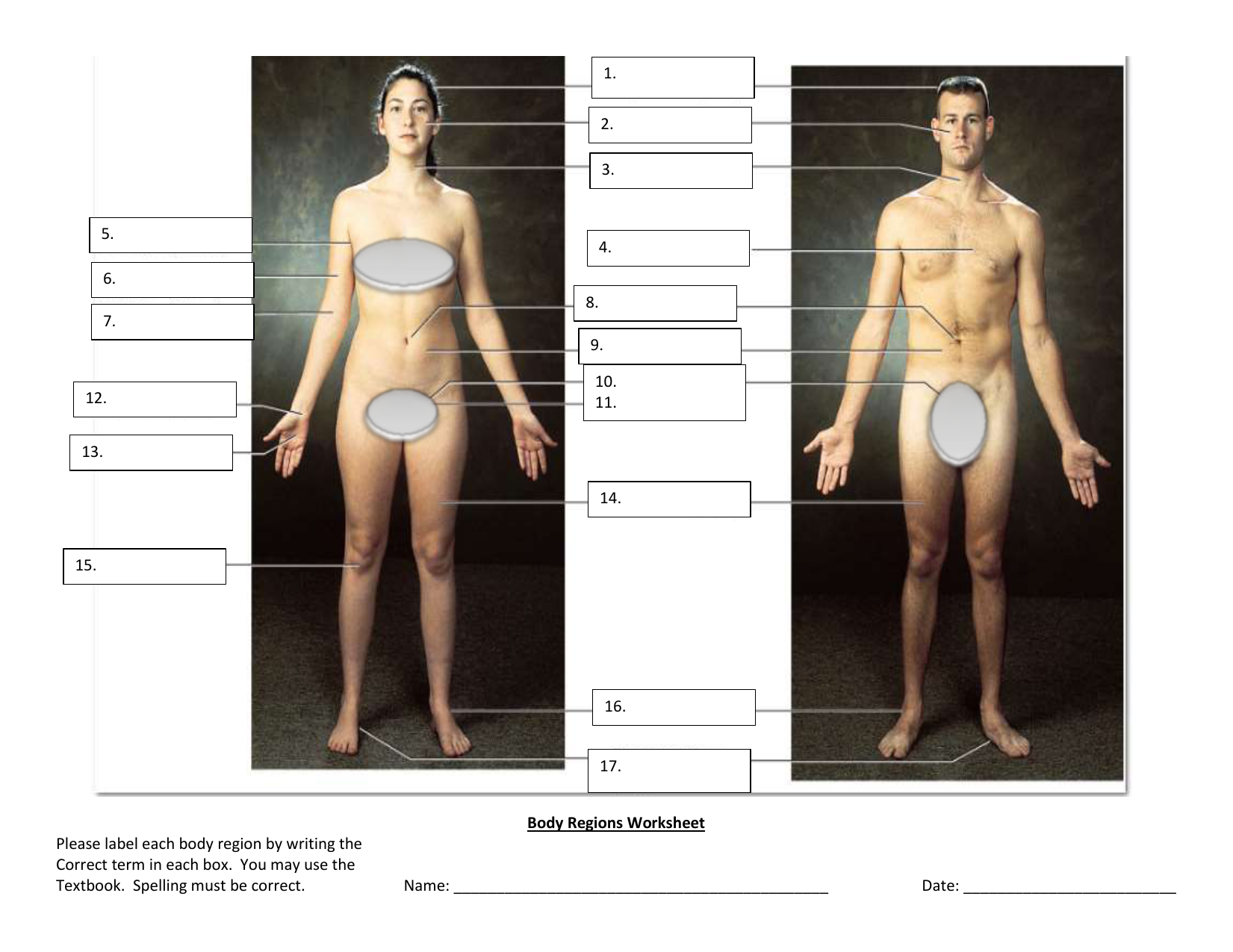 Body Regions Worksheet Anatomy Labeling Practice Body Regions Worksheet Anatomy Labeling Practice