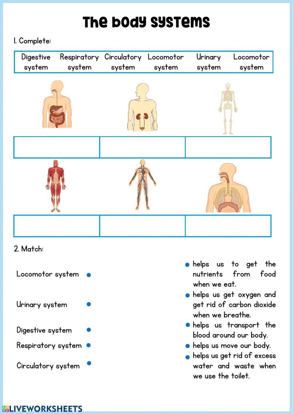 Body Systems Free Interactive Worksheets 149135 Body Systems Free Interactive Worksheets 149135
