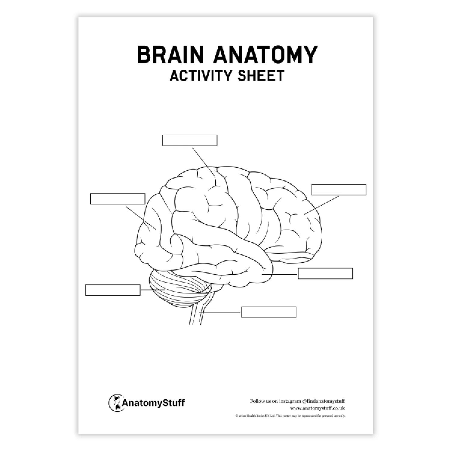 Brain Anatomy Activity Sheet PDF Brain Anatomy Activity Sheet PDF