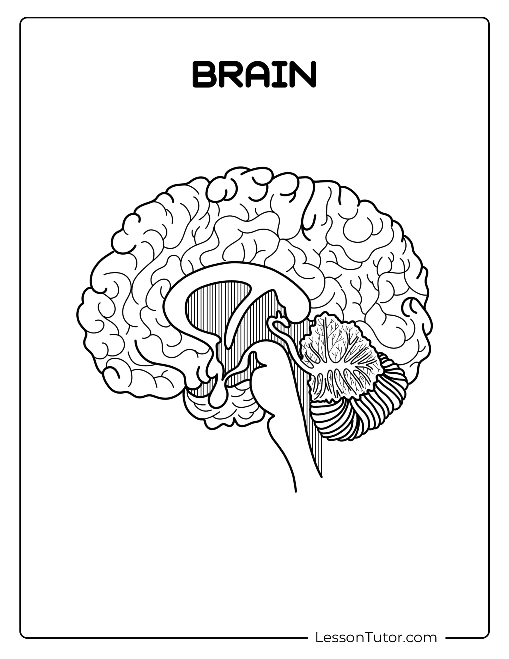 Printable Brain Labeling Worksheet Printable Brain Labeling Worksheet