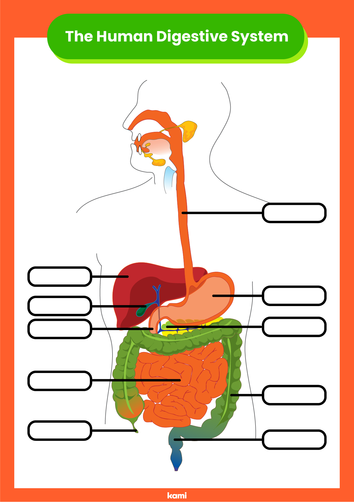 Digestive System Worksheet For Teachers Perfect For Grades 10th Digestive System Worksheet For Teachers Perfect For Grades 10th