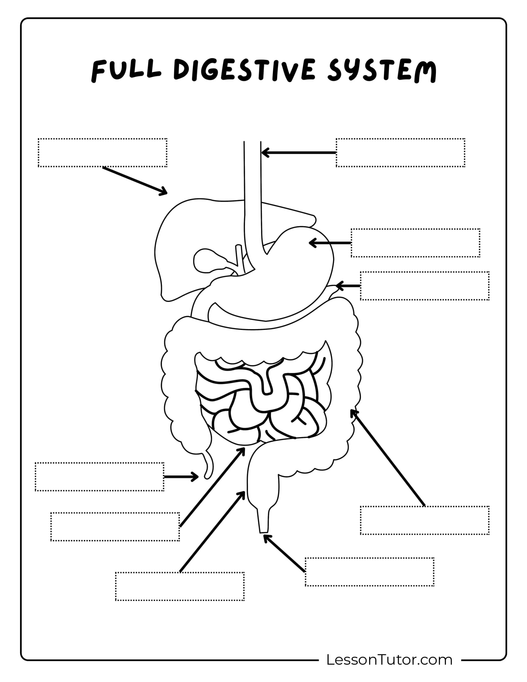 Digestive System Worksheets Lesson Tutor Digestive System Worksheets Lesson Tutor