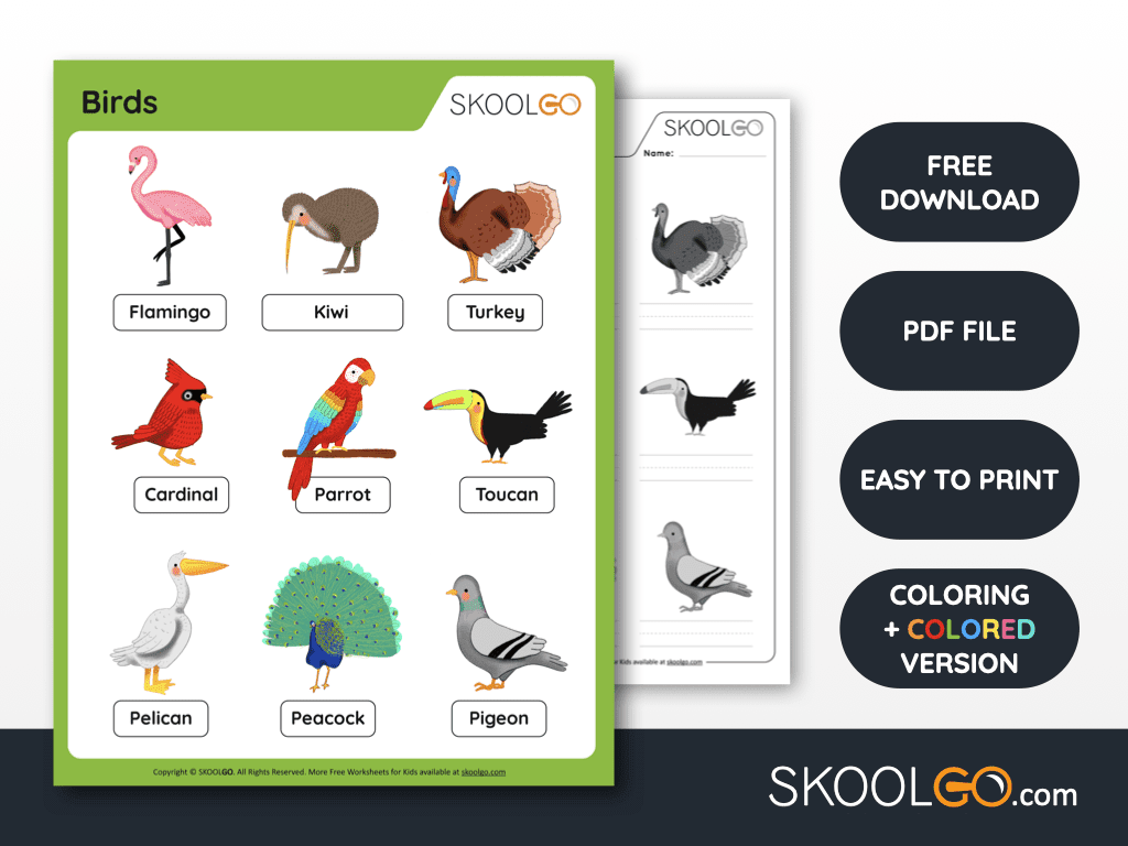 Free Bird Printable Worksheets SKOOLGO Free Bird Printable Worksheets SKOOLGO