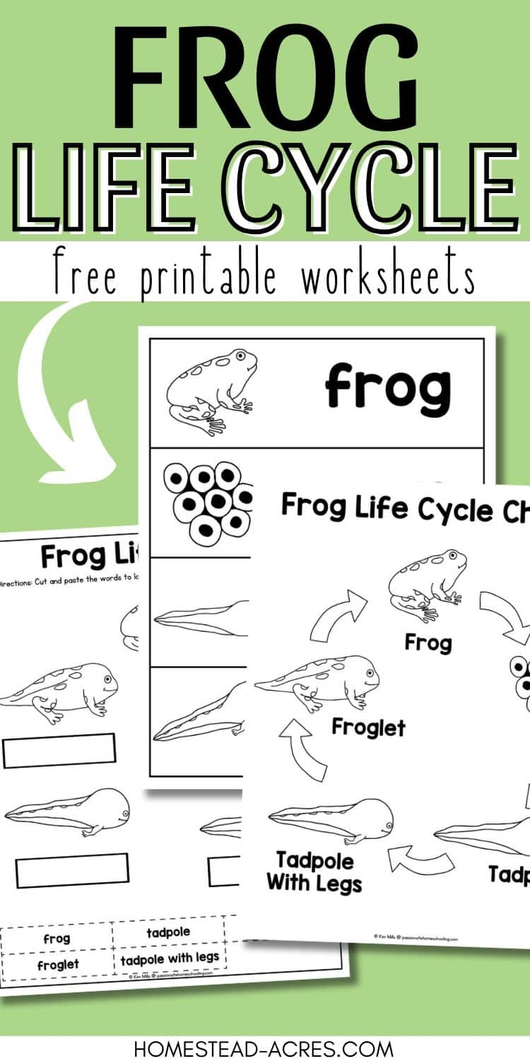 Free Printable Frog Life Cycle Worksheets Free Printable Frog Life Cycle Worksheets
