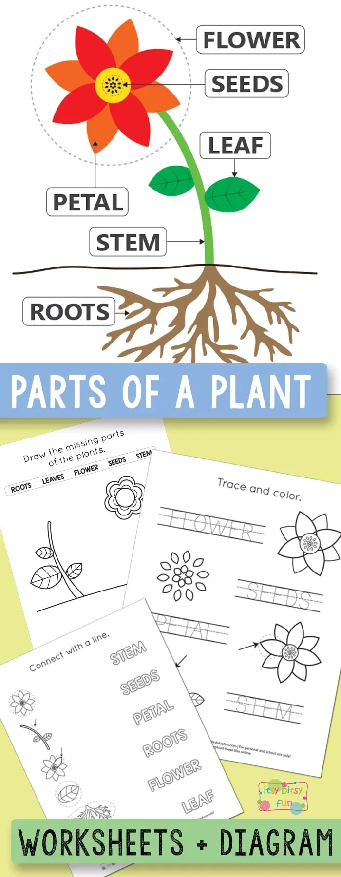 Free Printable Parts Of A Plant Worksheets Itsy Bitsy Fun Free Printable Parts Of A Plant Worksheets Itsy Bitsy Fun
