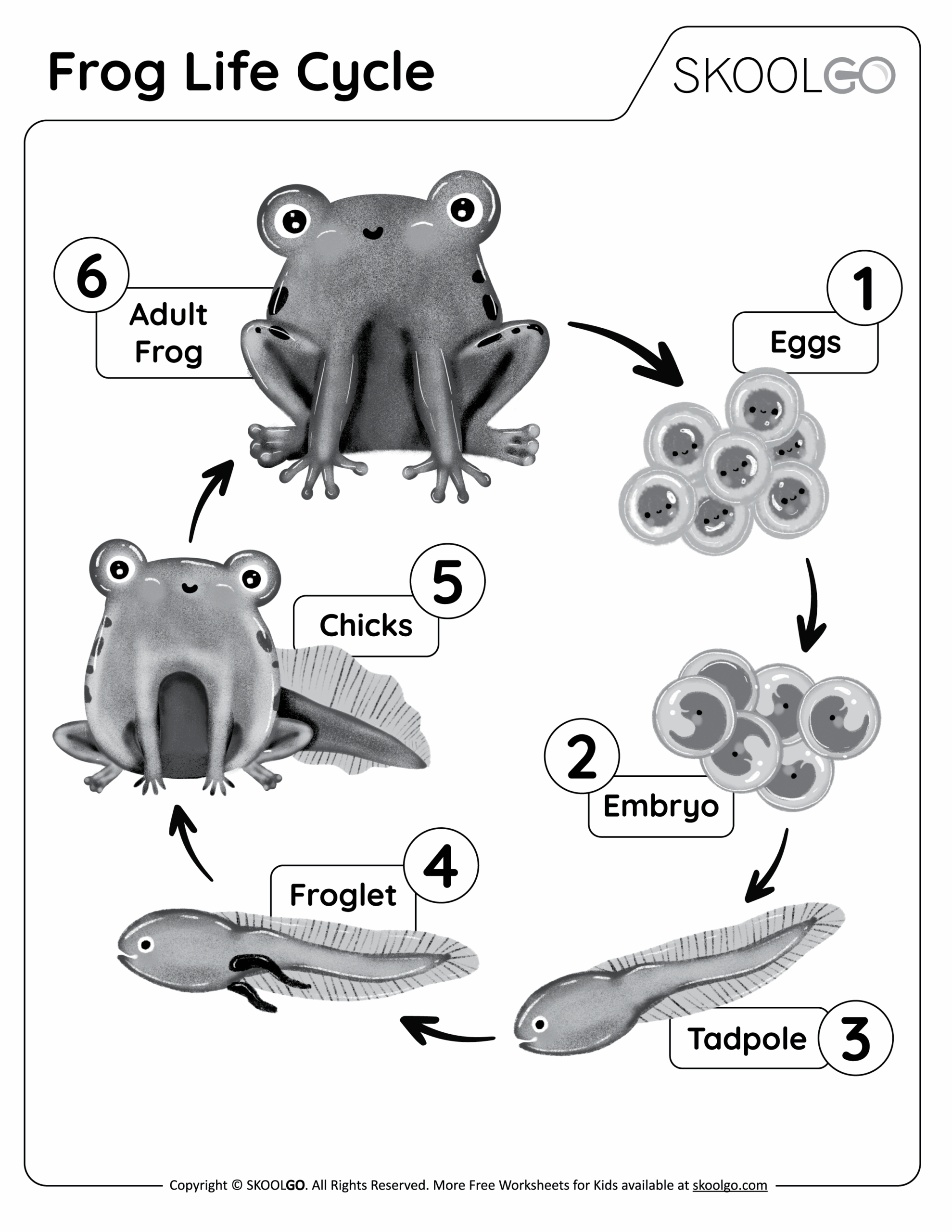 Free Printable Life Cycle Of A Frog Worksheet Free Printable Life Cycle Of A Frog Worksheet