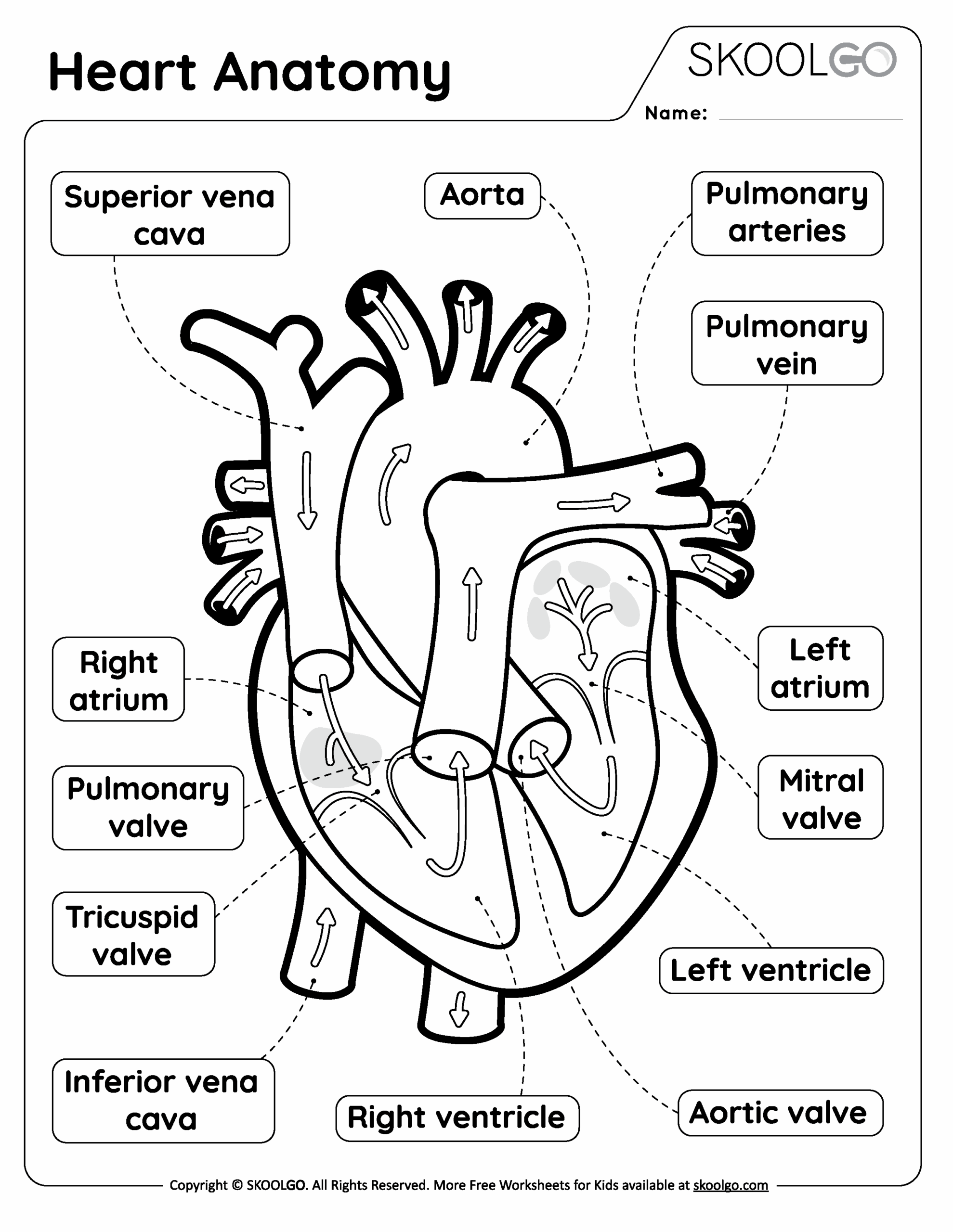 Free Printable Anatomy Worksheets Pdf Free Printable Anatomy Worksheets Pdf