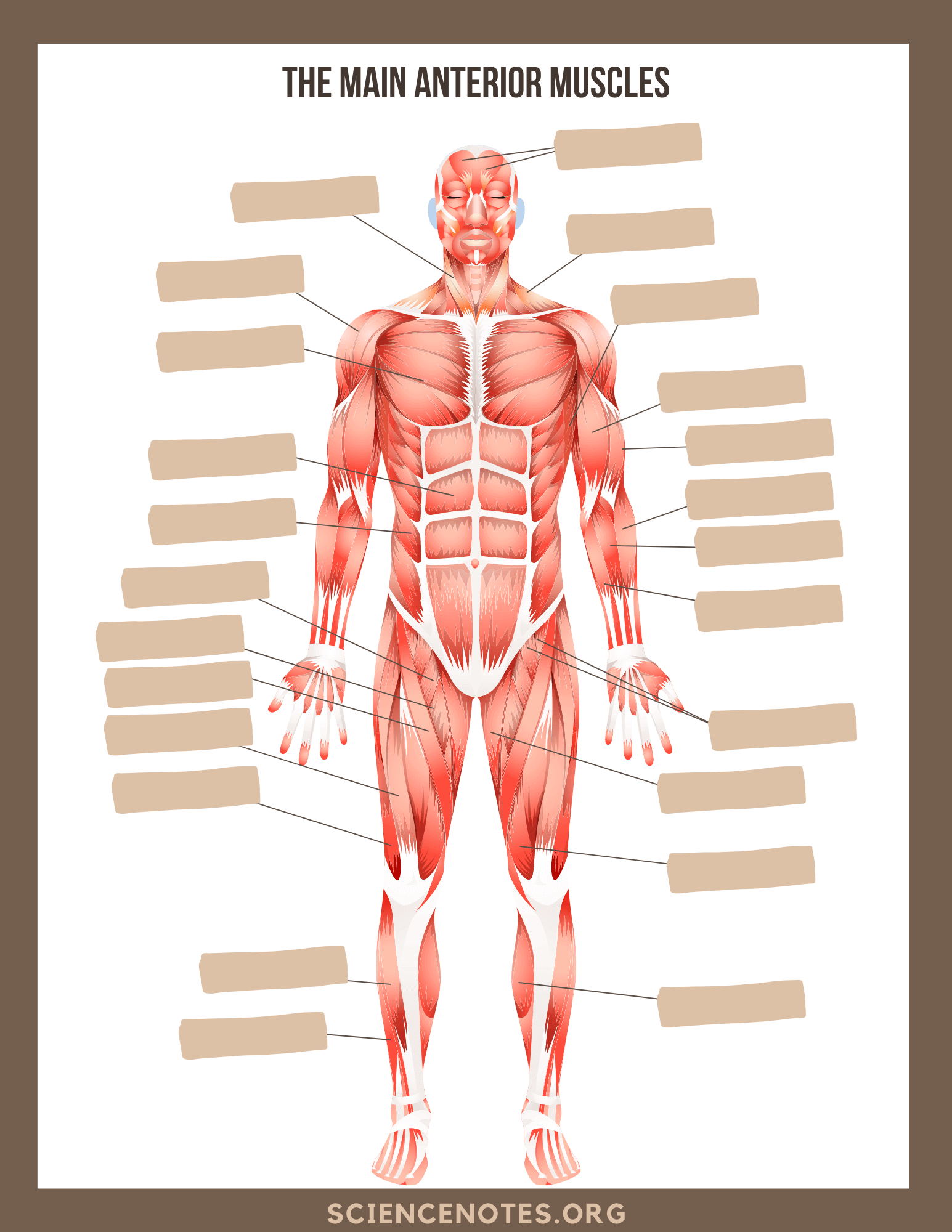 Anatomy And Physiology Worksheets Printable Anatomy And Physiology Worksheets Printable