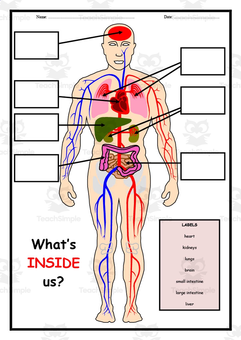 Printable Body Regions Labeling Worksheet Printable Body Regions Labeling Worksheet