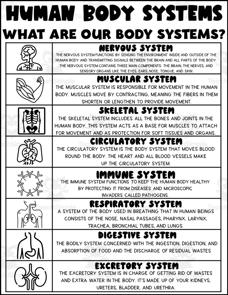 Free Printable Human Body Systems Worksheets Free Printable Human Body Systems Worksheets
