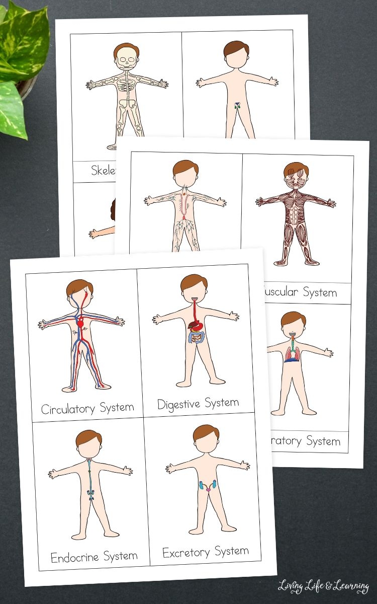 Human Body Systems Worksheets For Kids An Overview Human Body Systems Worksheets For Kids An Overview