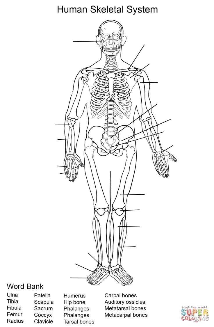 Human Skeletal System Worksheet Coloring Page Free Printable Human Skeletal System Worksheet Coloring Page Free Printable
