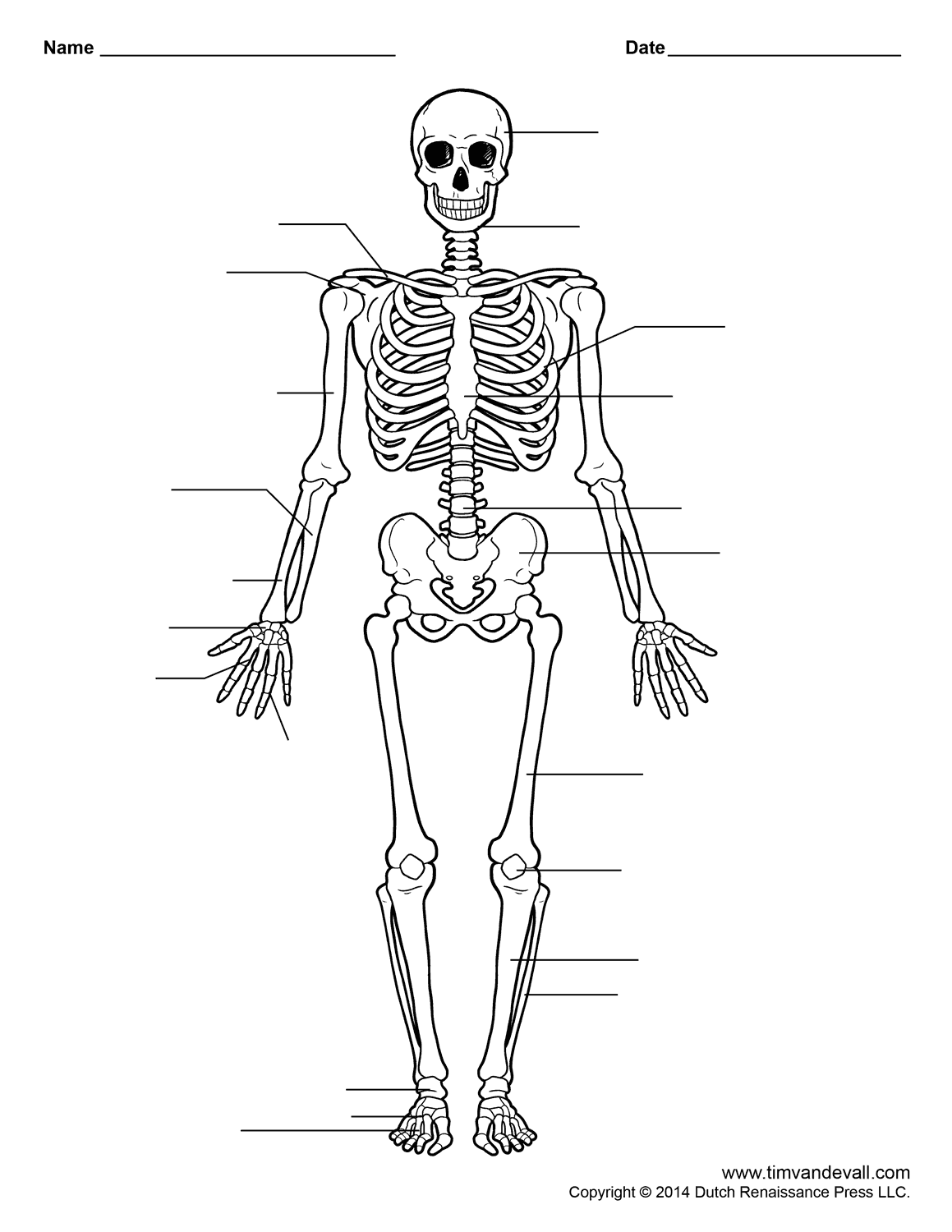 Skeleton Worksheet Printable Skeleton Worksheet Printable