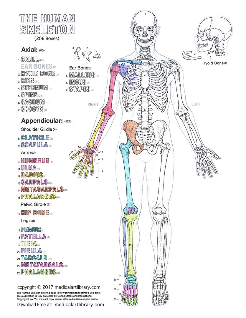 Printable Skeleton Labeling Worksheet Printable Skeleton Labeling Worksheet