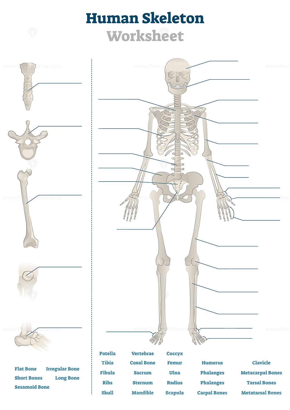 Human Skeleton Worksheet Vector Illustration VectorMine Human Skeleton Worksheet Vector Illustration VectorMine
