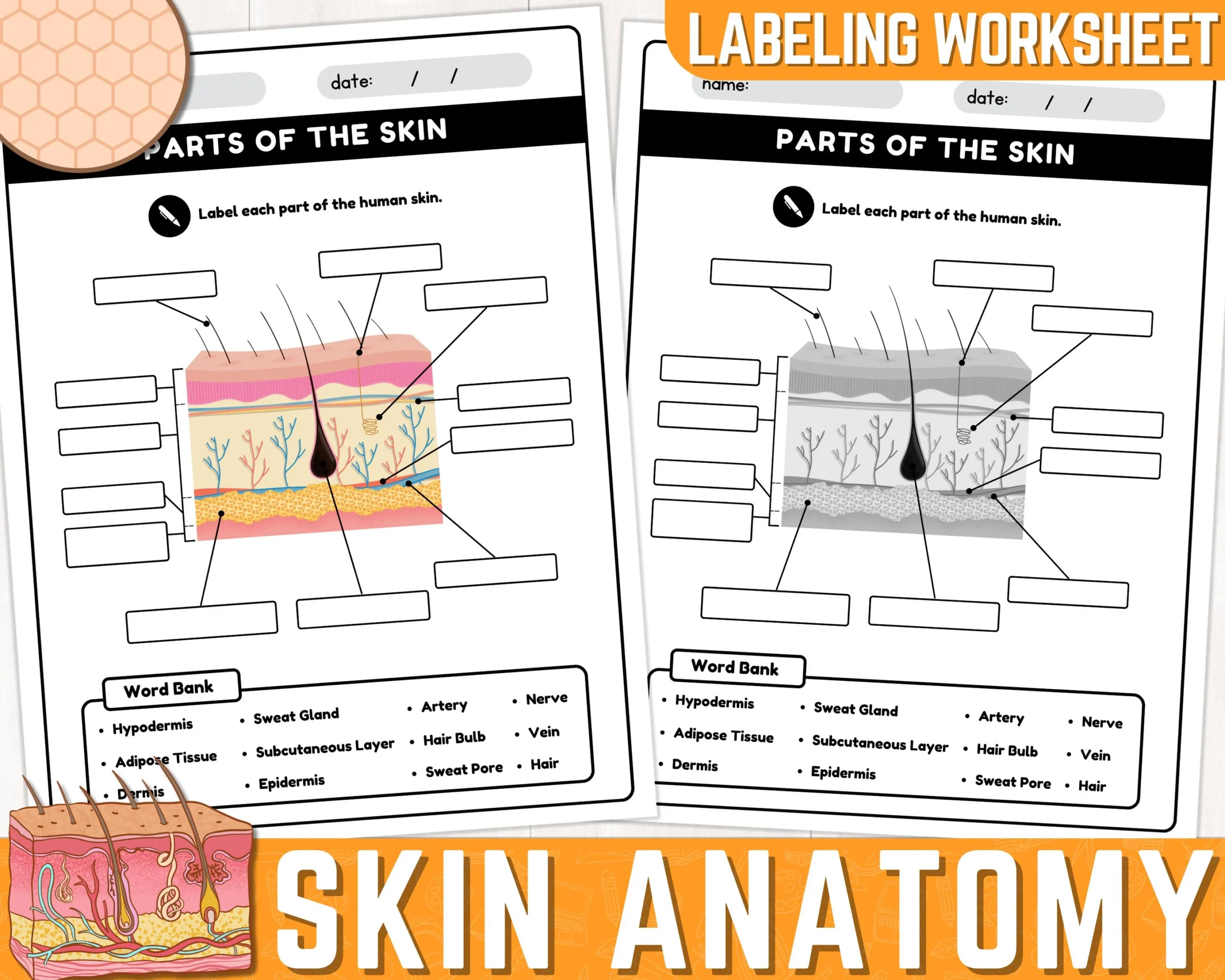 Human Skin Parts Labeling Worksheet Anatomy Of The Skin Parts Human Skin Parts Labeling Worksheet Anatomy Of The Skin Parts