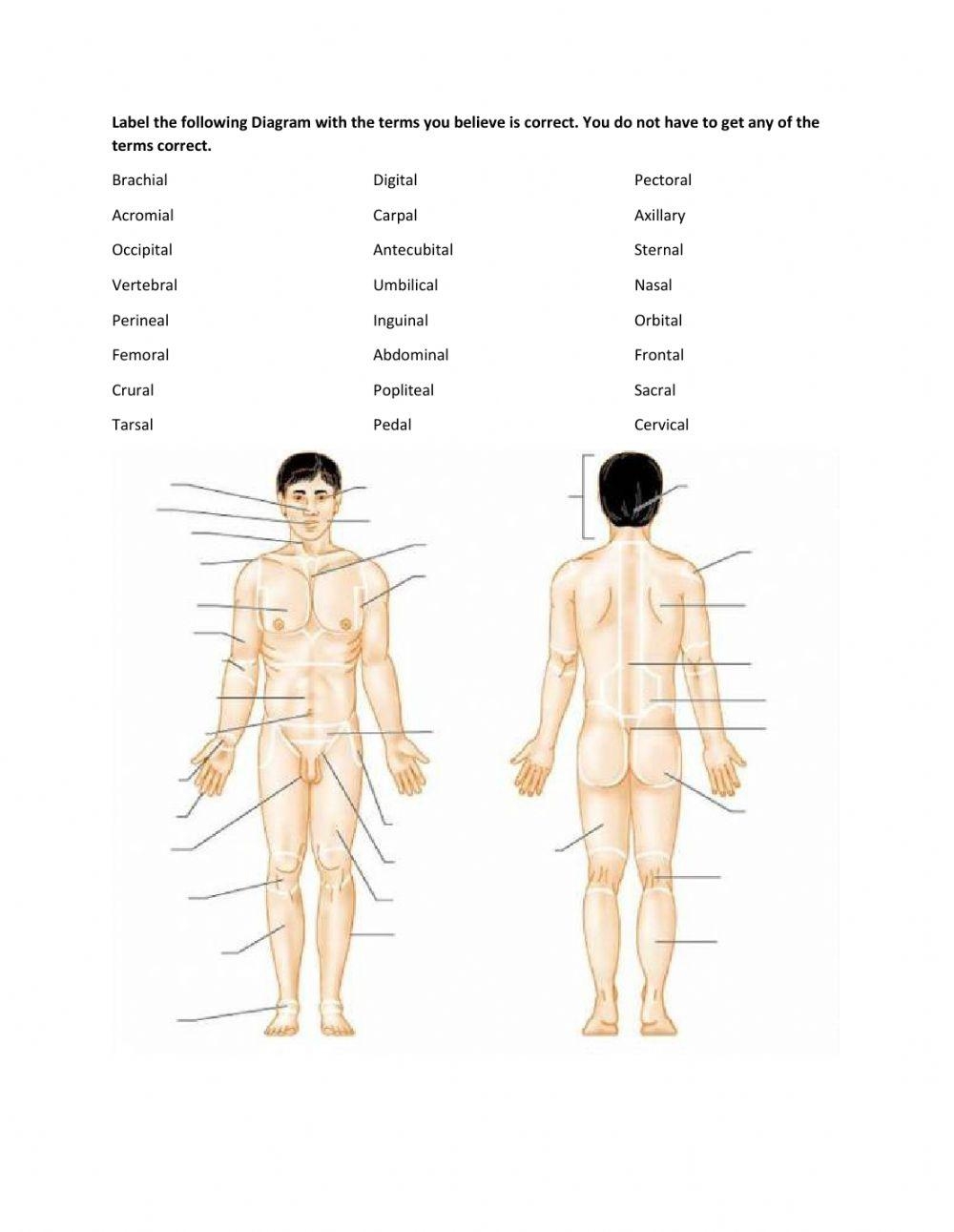 Label Parts Of The Body Worksheet Live Worksheets Worksheets Label Parts Of The Body Worksheet Live Worksheets Worksheets