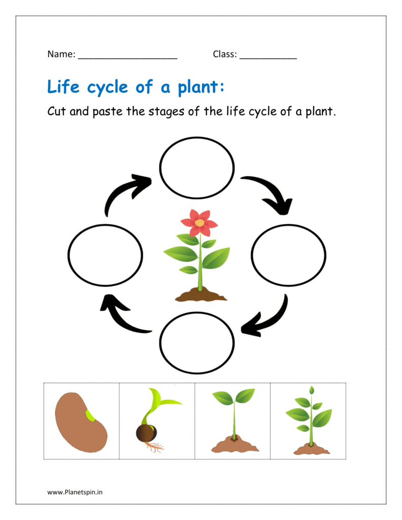 Life Cycle Of A Plant Worksheet For Kindergarten Planetspin in Life Cycle Of A Plant Worksheet For Kindergarten Planetspin in