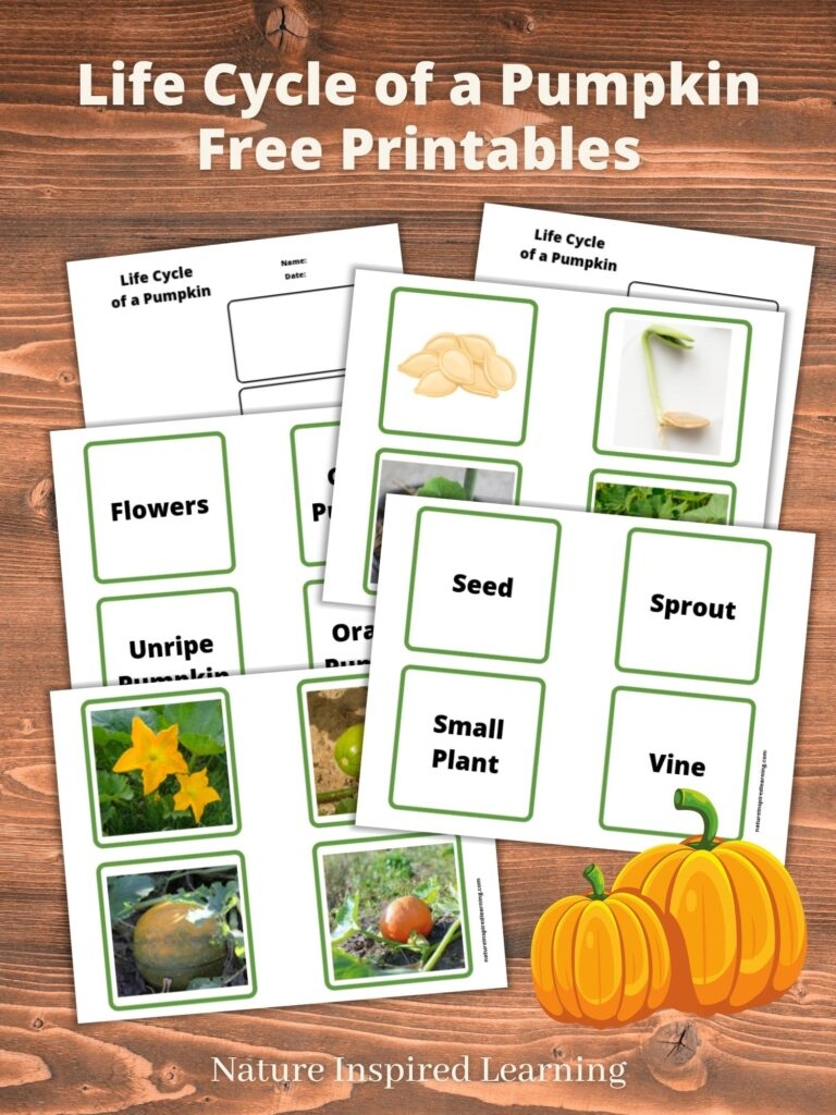 Life Cycle Of A Pumpkin Printables Life Cycle Of A Pumpkin Printables