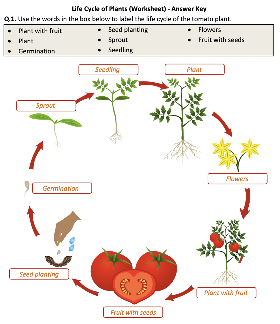 Life Cycle Of Plants Worksheet Printable And Distance Learning Life Cycle Of Plants Worksheet Printable And Distance Learning