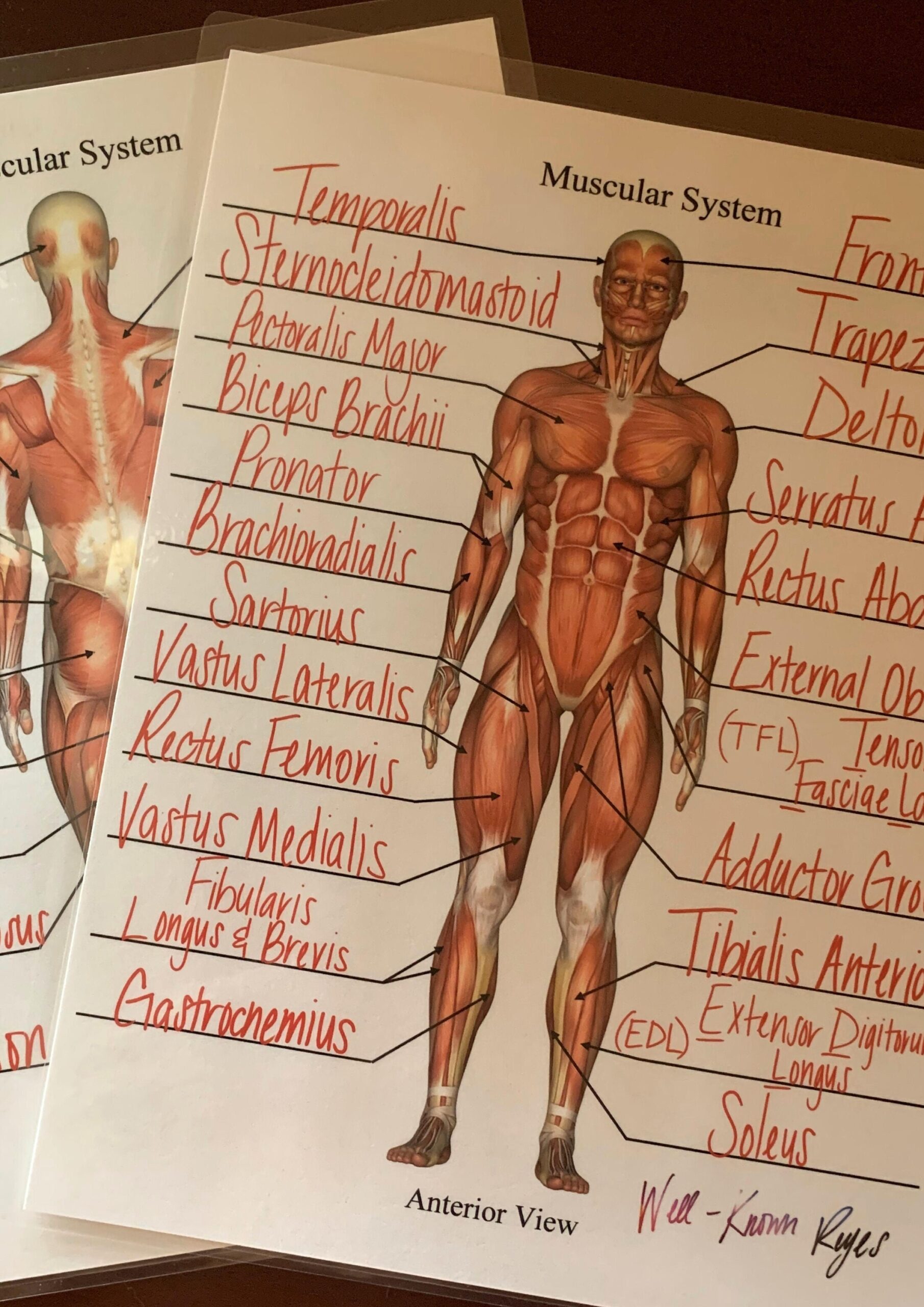 Muscular System Major Muscles Dry Erase Worksheets Practice Muscular System Major Muscles Dry Erase Worksheets Practice