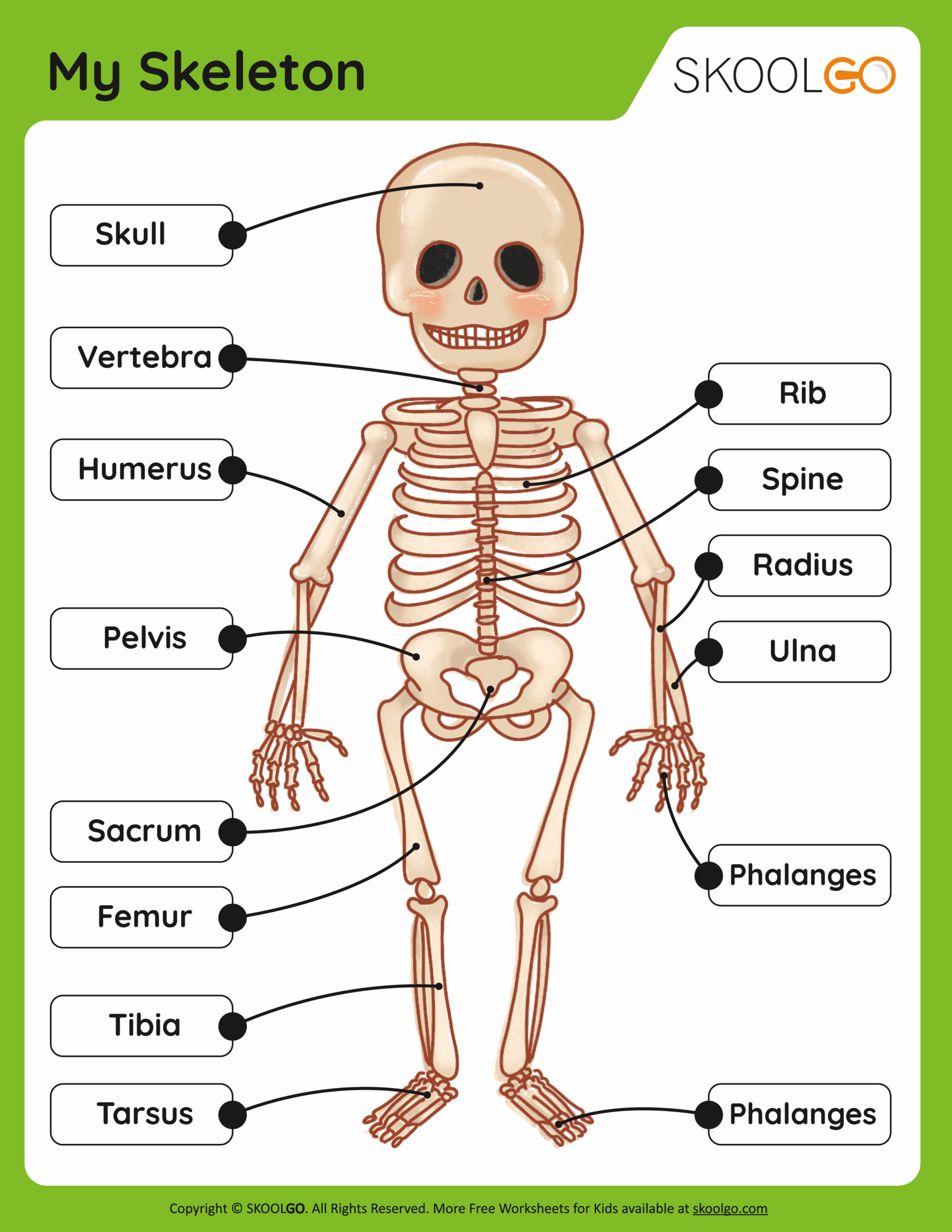 Human Skeleton Printable Worksheet Human Skeleton Printable Worksheet