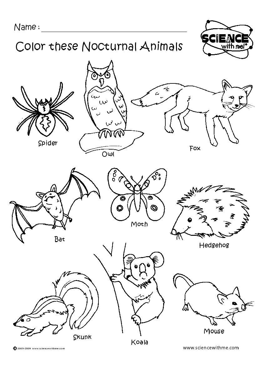 Free Printable Nocturnal Animals Worksheets Free Printable Nocturnal Animals Worksheets