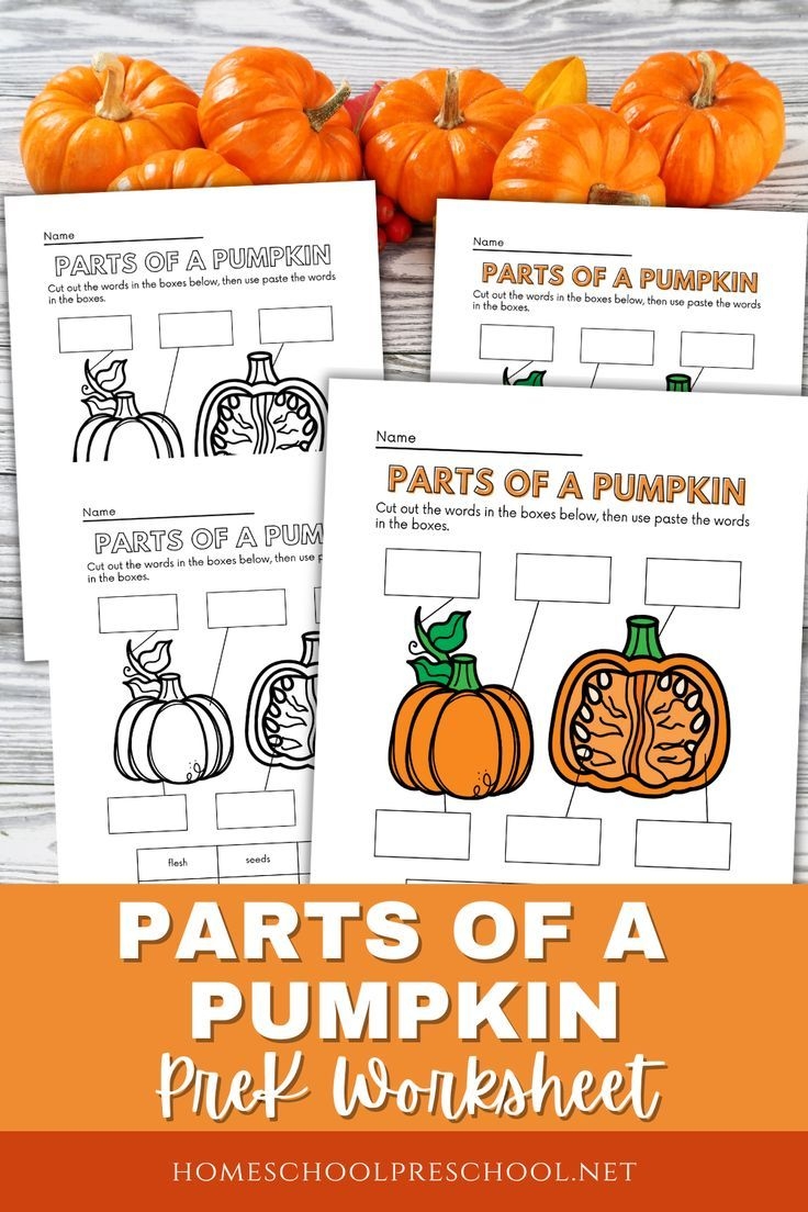 Parts Of A Pumpkin Worksheets Parts Of A Pumpkin Worksheets