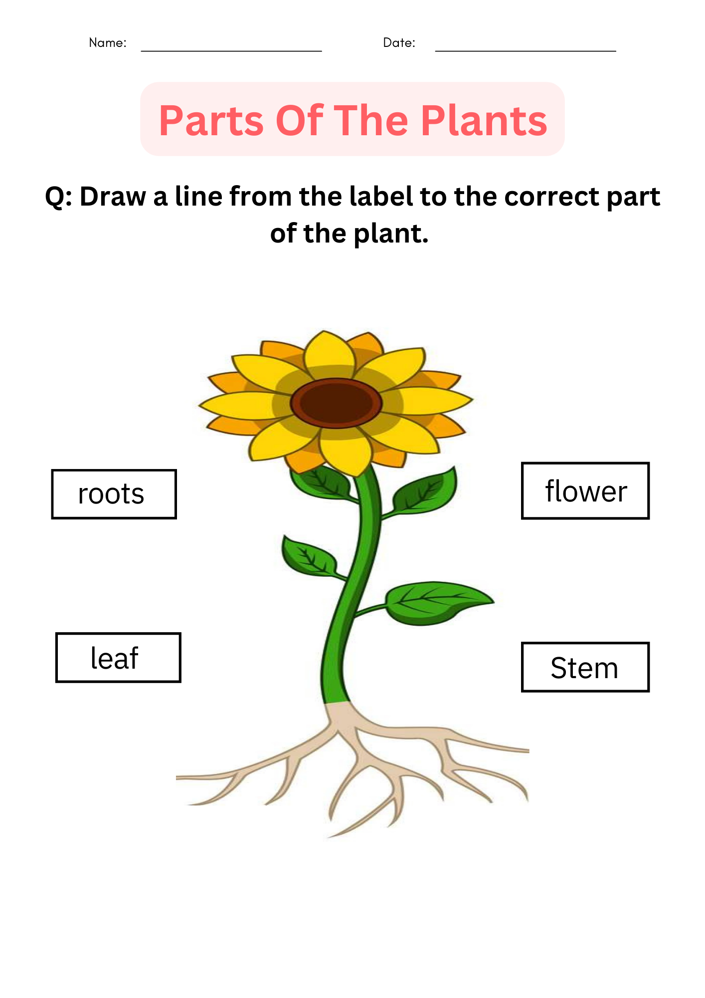 Printable Activities Parts Of A Plant Worksheet For Kindergarten Printable Activities Parts Of A Plant Worksheet For Kindergarten
