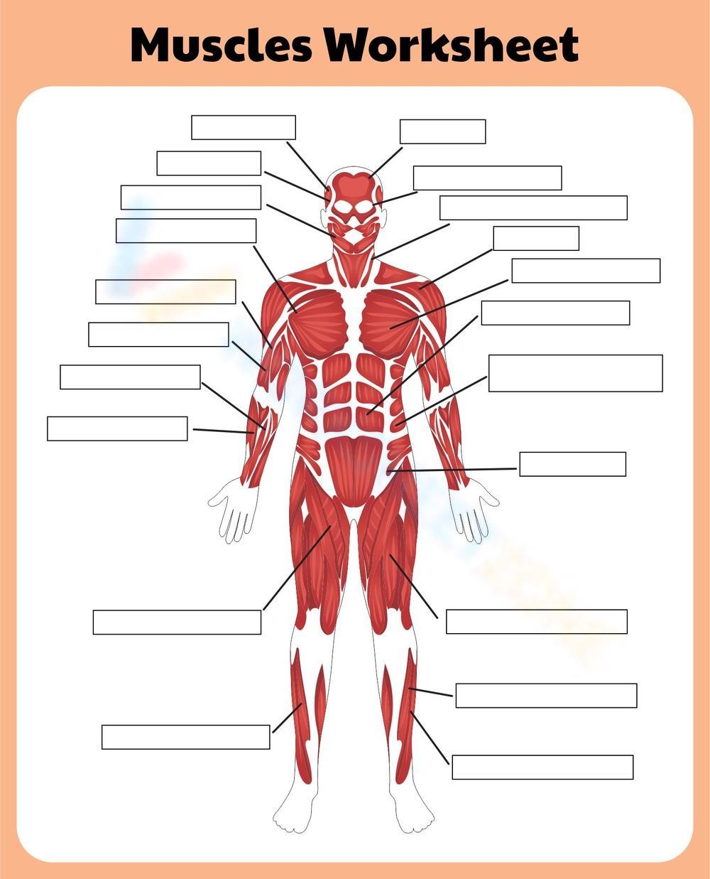 Printable Grade 9 Muscular System Worksheets Printable Grade 9 Muscular System Worksheets