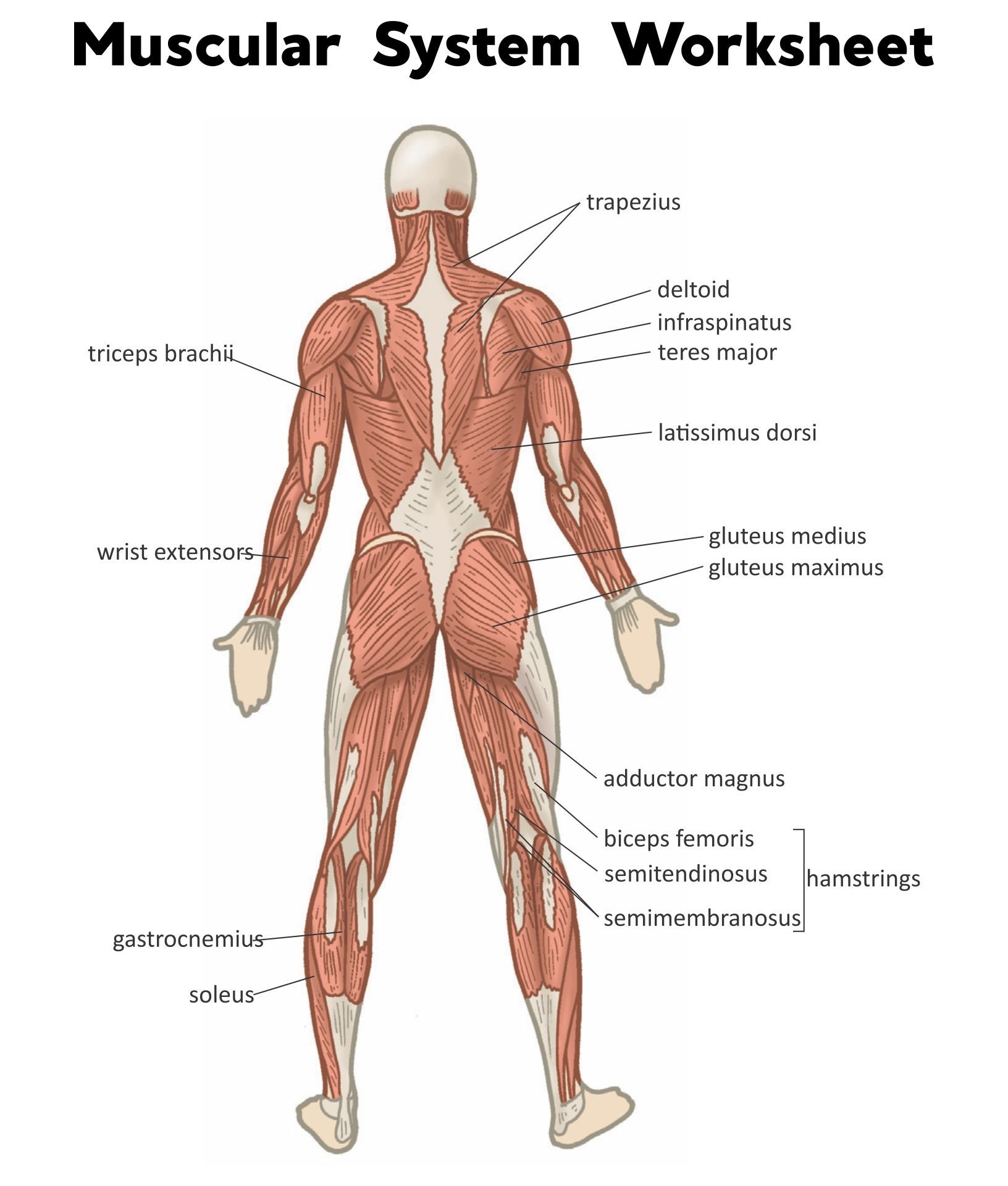 Printable Grade 9 Muscular System Worksheets Printable Grade 9 Muscular System Worksheets