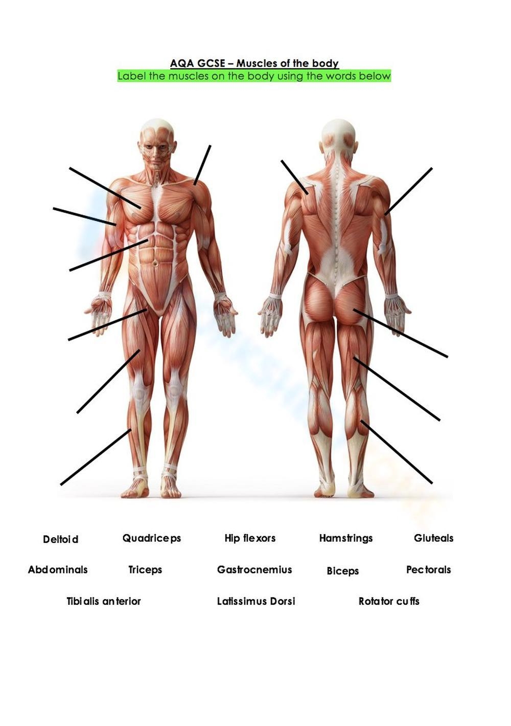 Printable Grade 9 Muscular System Worksheets Printable Grade 9 Muscular System Worksheets