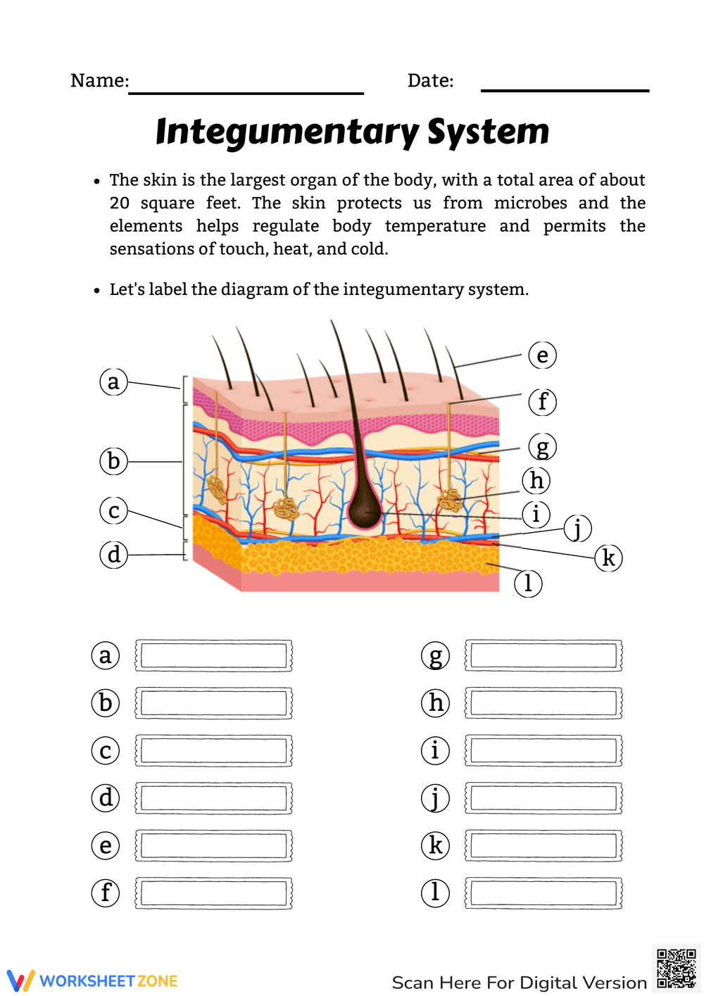 Printable Integumentary System Review Worksheets Download Printable Integumentary System Review Worksheets Download