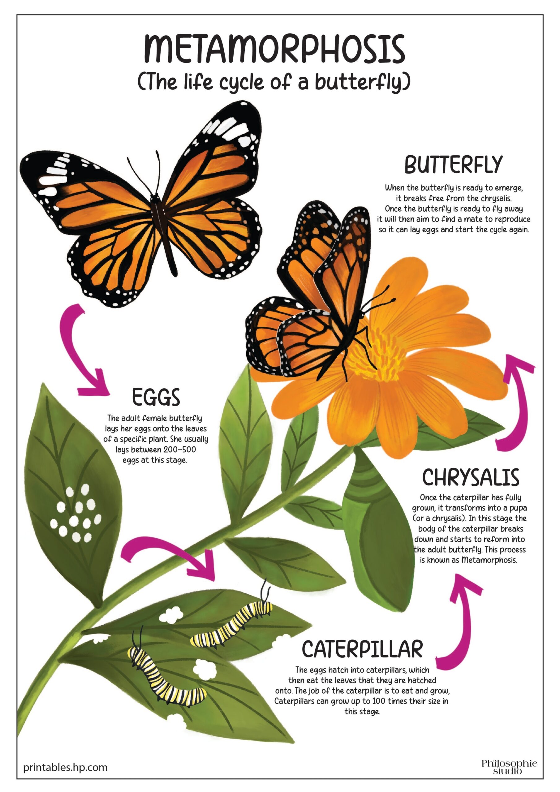 Printable Butterfly Cycle Worksheet Printable Butterfly Cycle Worksheet