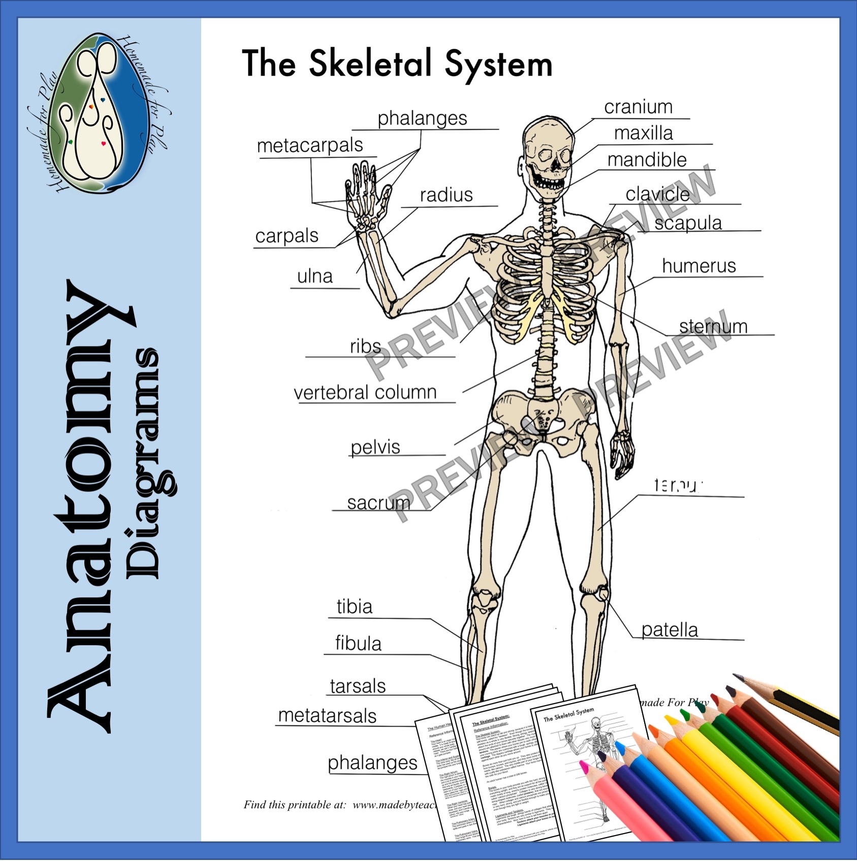 Skeletal System Diagrams To Label And Color With Reference Skeletal System Diagrams To Label And Color With Reference