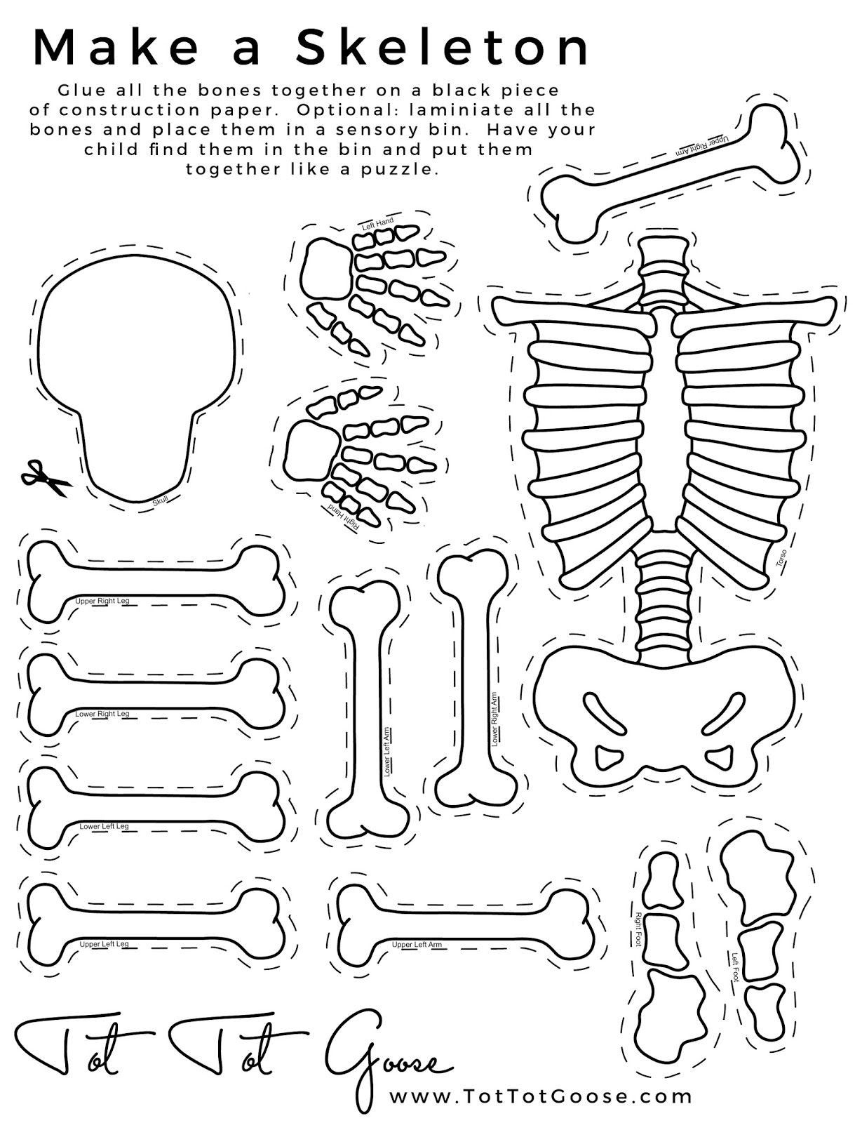 Free Printable Skeletal System Worksheets Free Printable Skeletal System Worksheets
