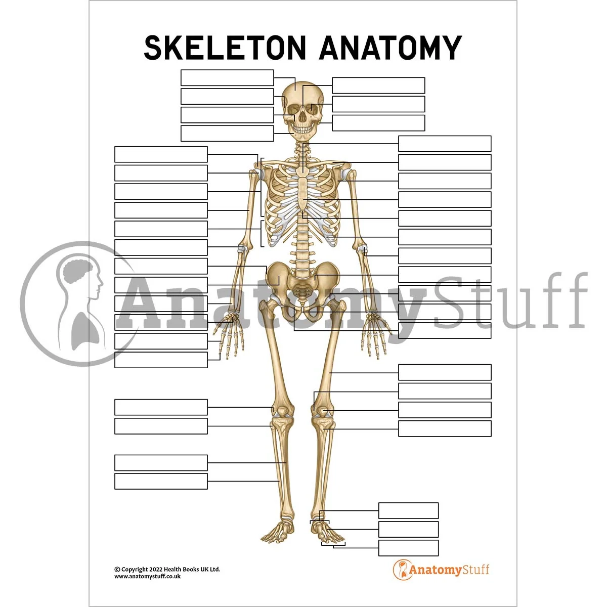 Skeleton Anatomy Worksheet Anatomy Digital Download AnatomyStuff Skeleton Anatomy Worksheet Anatomy Digital Download AnatomyStuff
