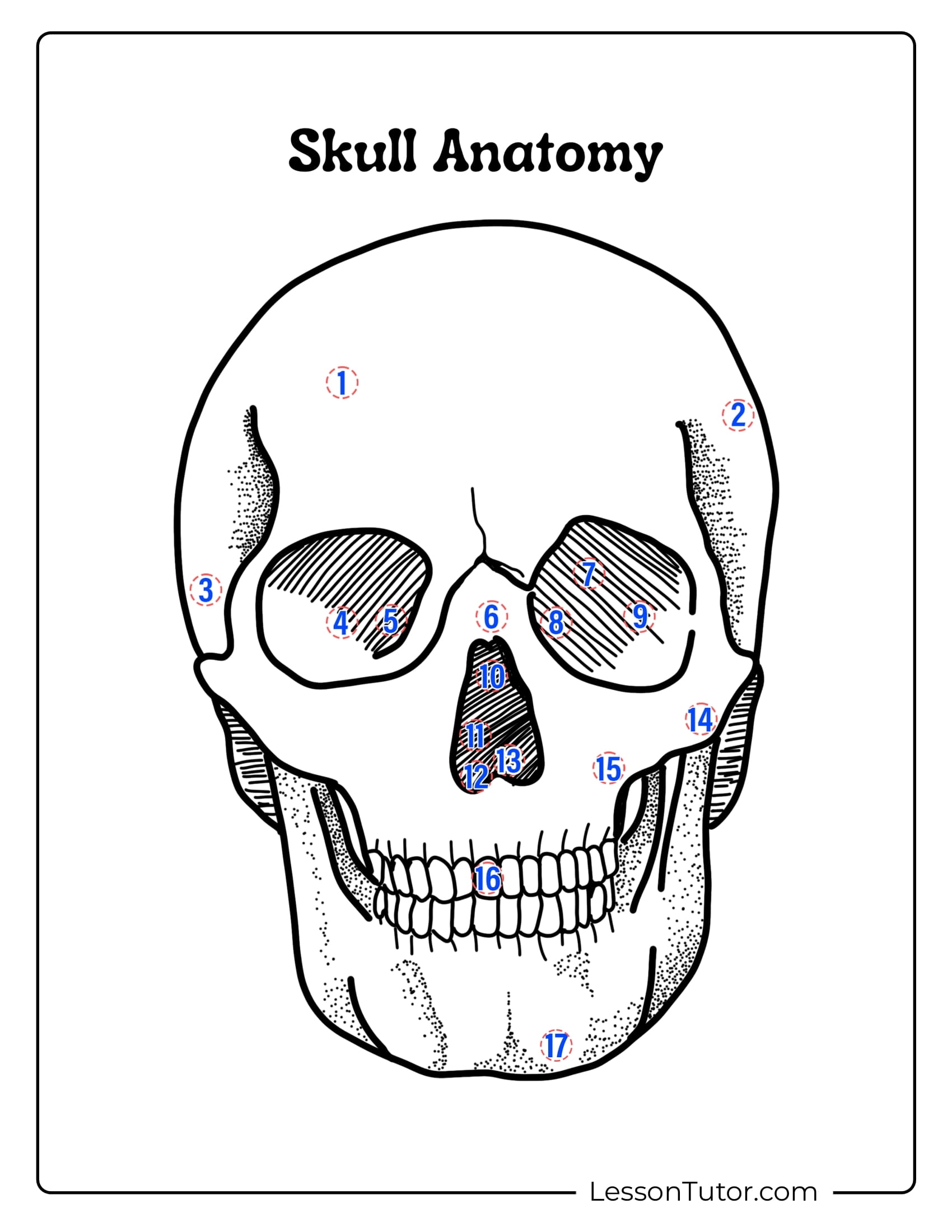 Skeleton System Worksheets Free Coloring Pages PDF Printables Skeleton System Worksheets Free Coloring Pages PDF Printables