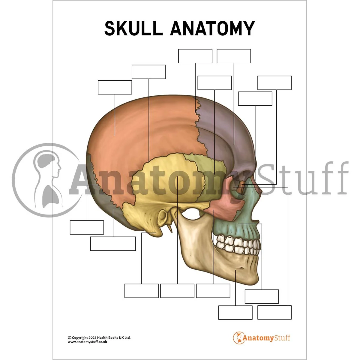 Skull Anatomy Poster Worksheet Interactive amp Printable PDF Skull Anatomy Poster Worksheet Interactive amp Printable PDF