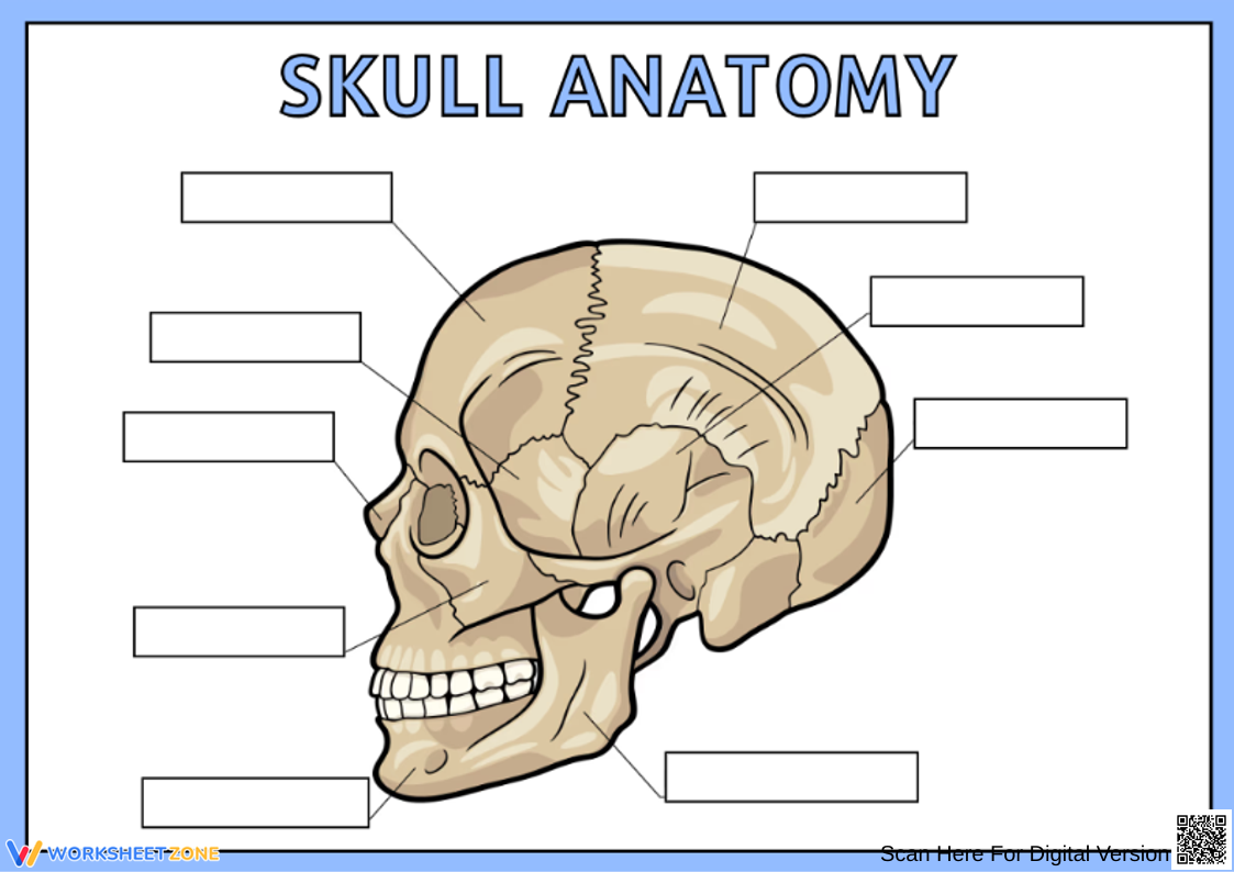 Printable Skull Labeling Worksheet Printable Skull Labeling Worksheet