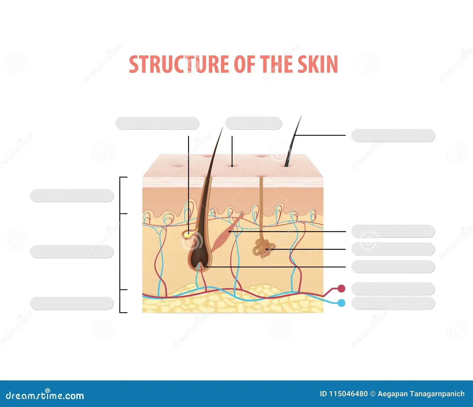 Printable Blank Skin Diagram Worksheet Printable Blank Skin Diagram Worksheet