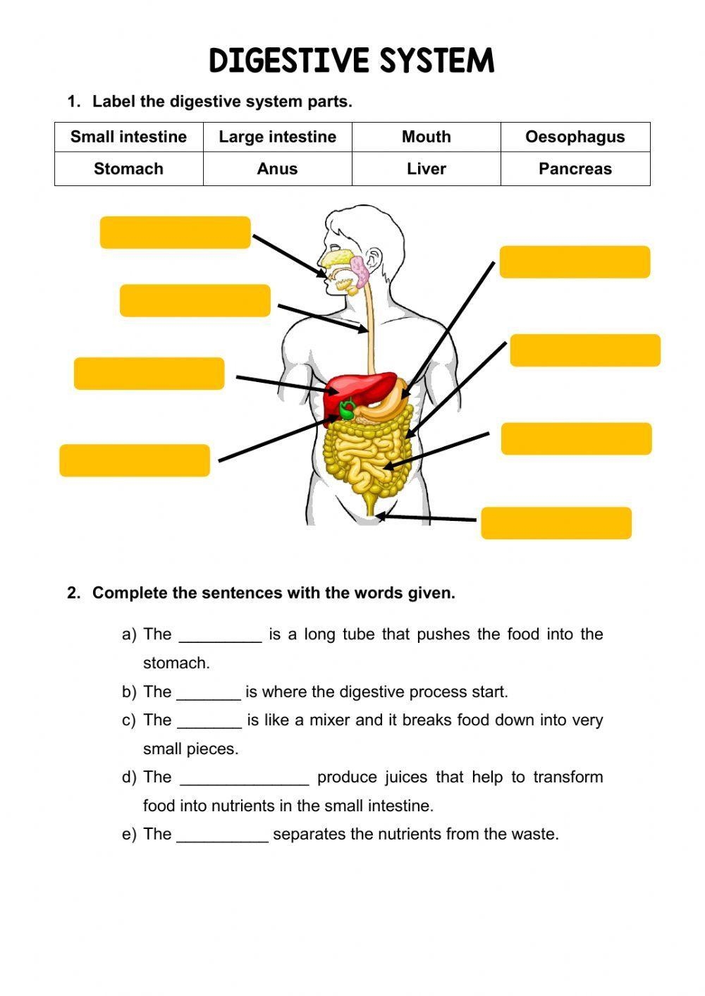 The Digestive S Free Interactive Worksheets 184434 The Digestive S Free Interactive Worksheets 184434