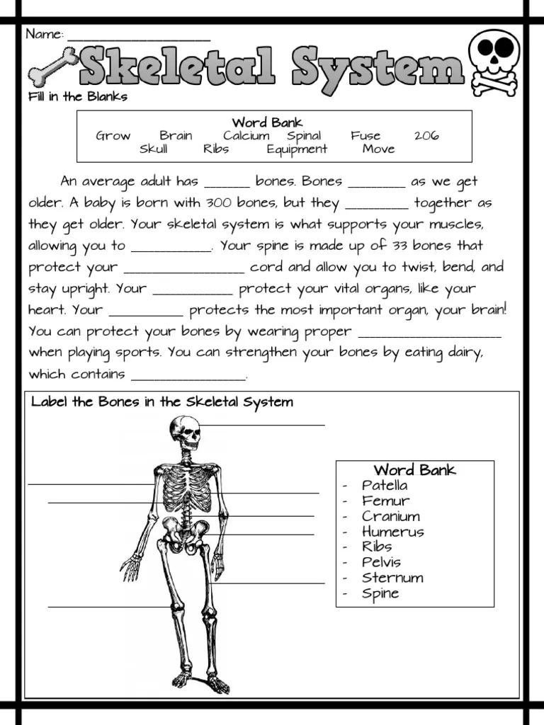 The Skeletal System Worksheet PDF Human Body Skeleton The Skeletal System Worksheet PDF Human Body Skeleton