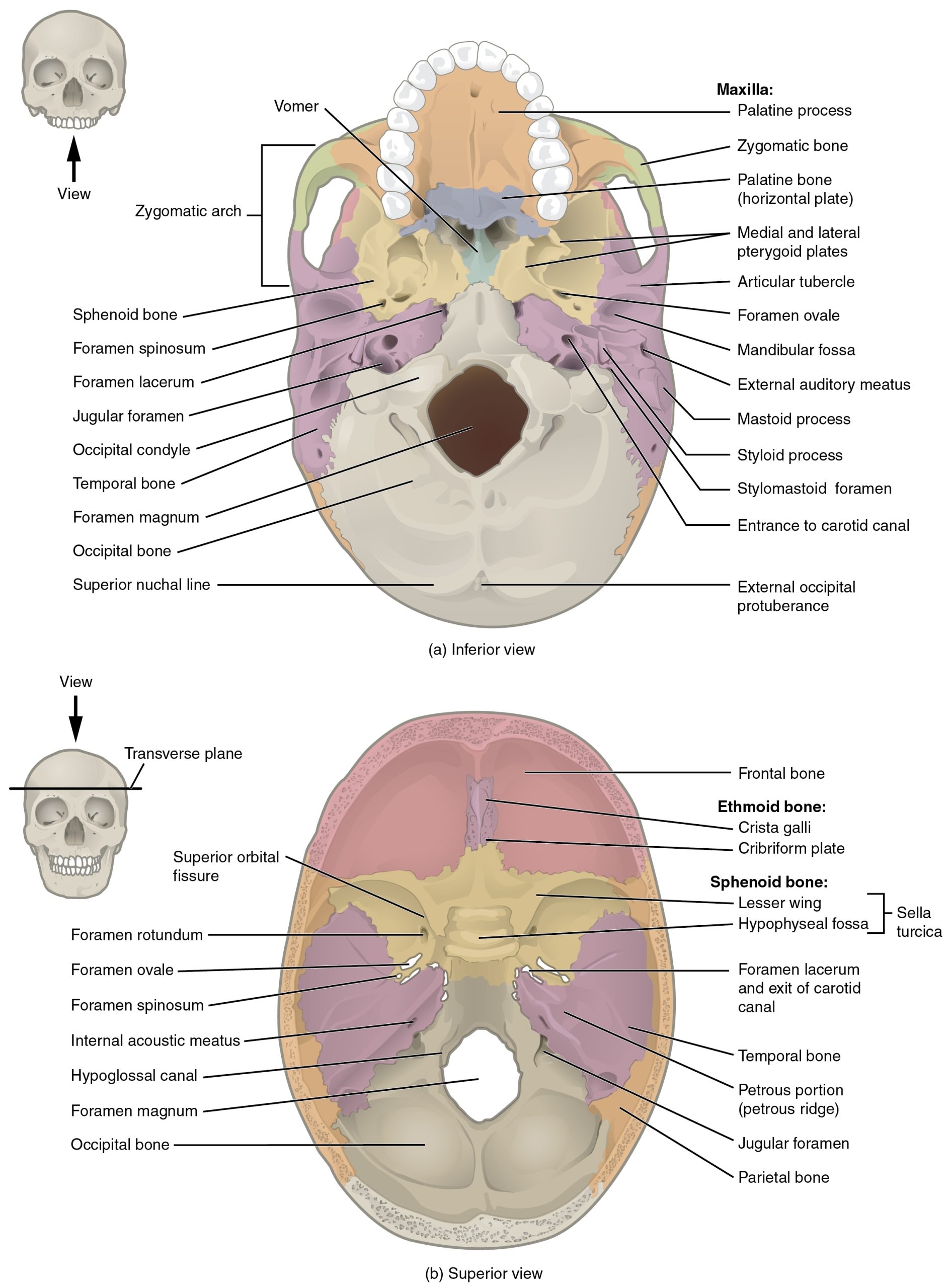 The Skull HSCI 10171 Anatomy amp Physiology The Skull HSCI 10171 Anatomy amp Physiology