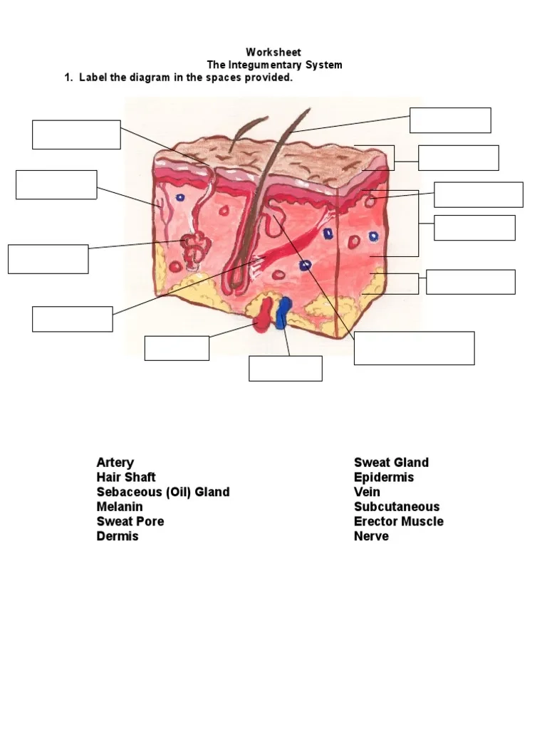 Worksheet The Integumentary System PDF Worksheet The Integumentary System PDF